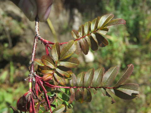 Rosa sericea Lindl. resmi