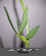 Image of Narrow-leaved Bird's-foot-trefoil