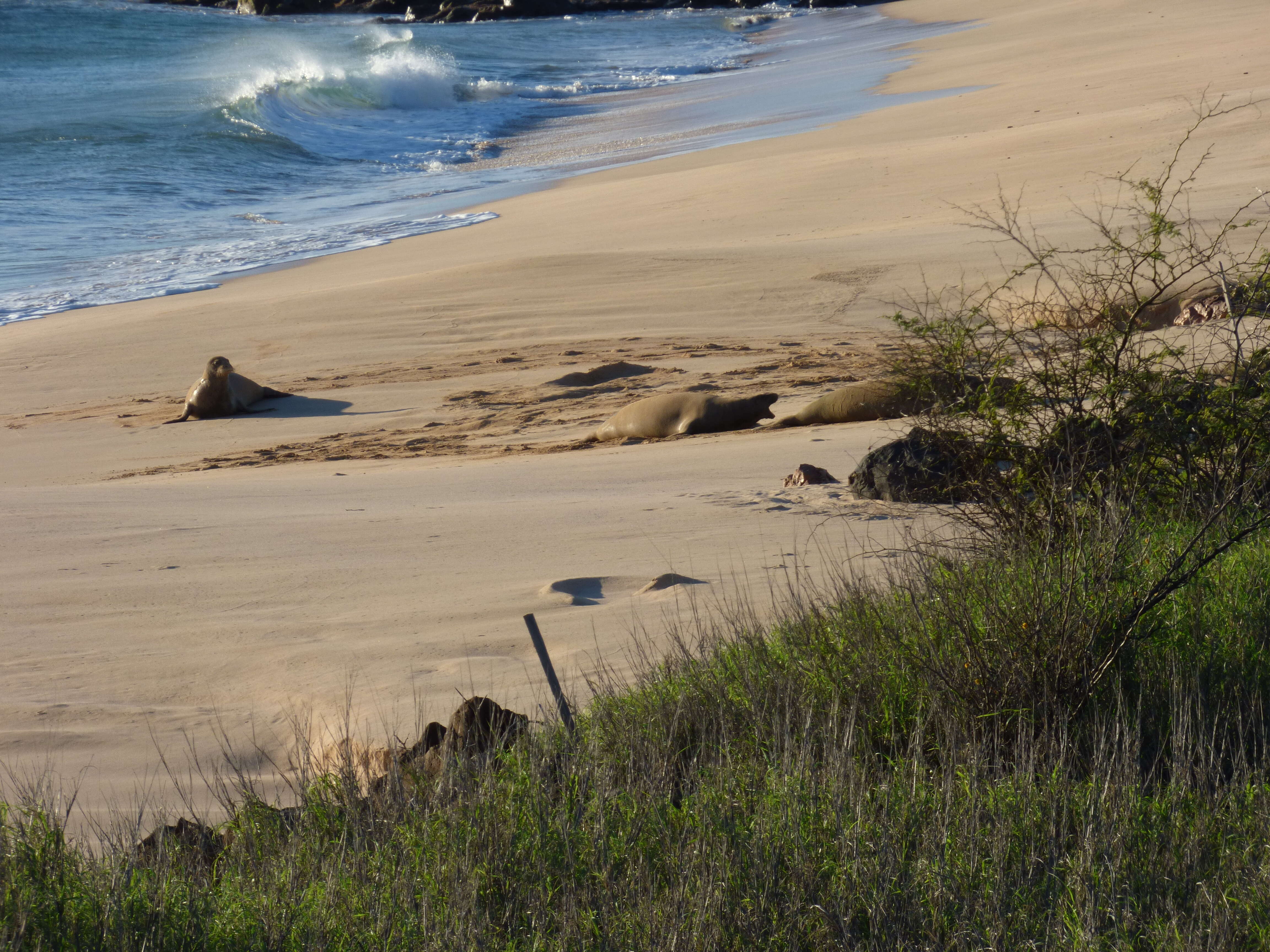 Image of Hawaiian Monk Seal