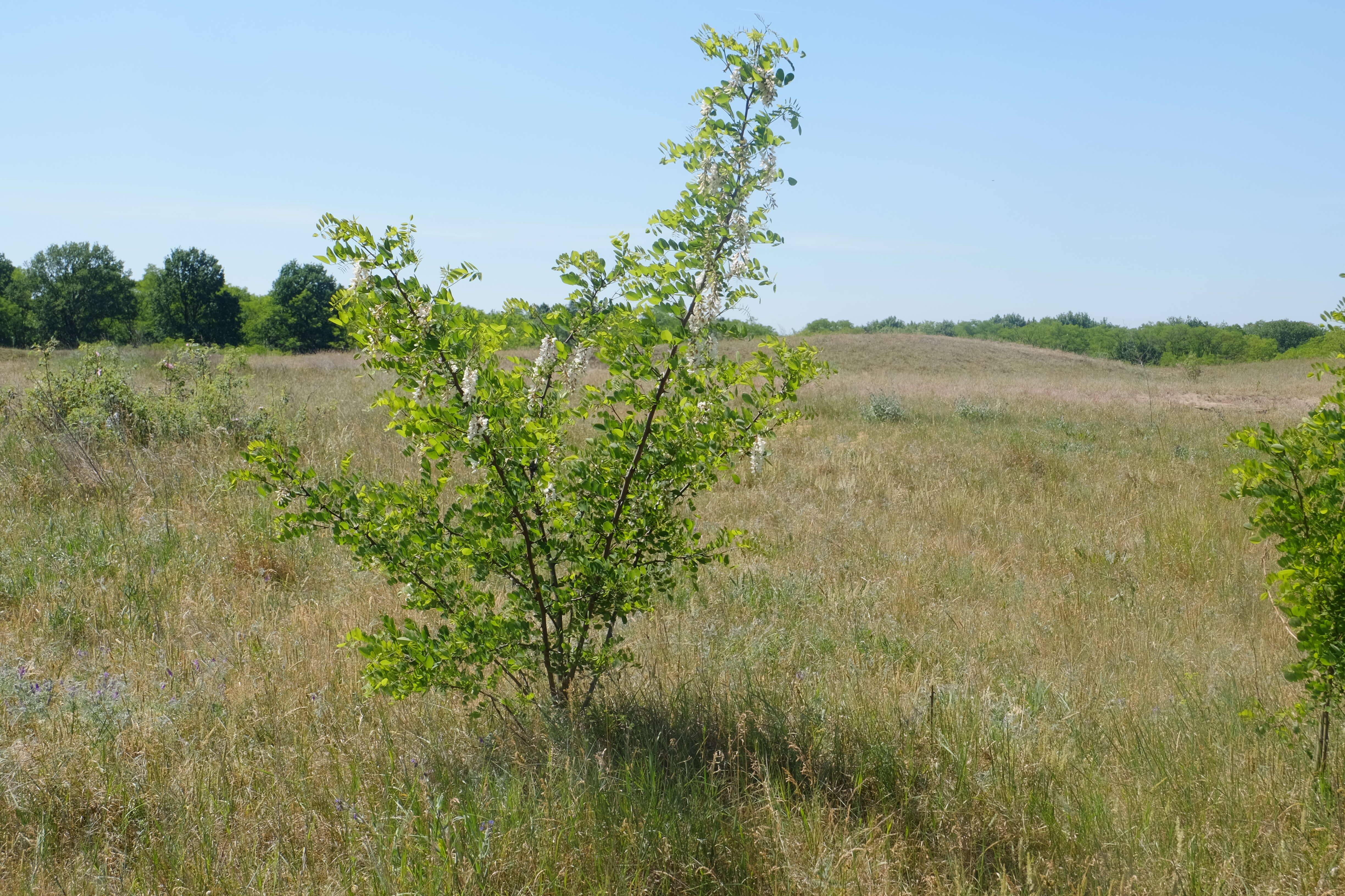 Image of black locust