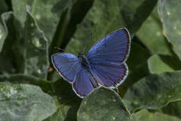 Image of Cupido argiades