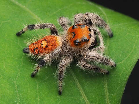 صورة Phidippus regius C. L. Koch 1846