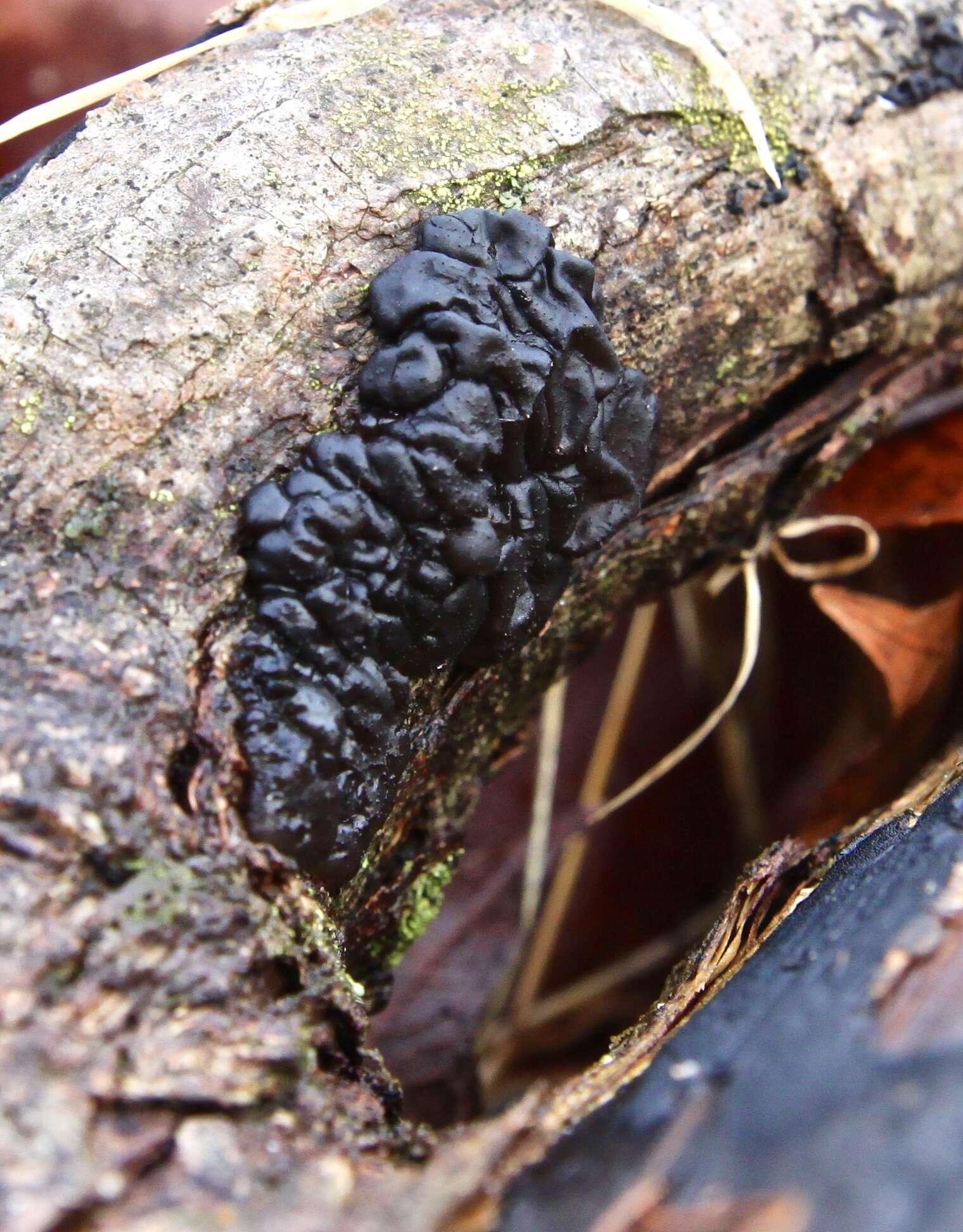 Image of Black Witches' Butter