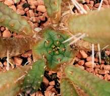 Слика од Euphorbia mammillaris L.