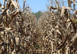 Image of Zea mays Saccharata