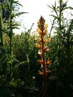 Imagem de Orobanche reticulata Wallr.