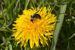 Image of Ashy Mining Bee