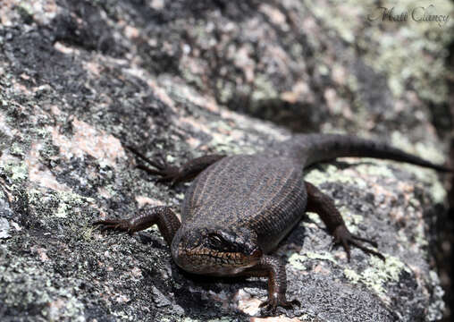 Image of Black Crevice-skink