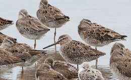 Image of Short-billed Dowitcher