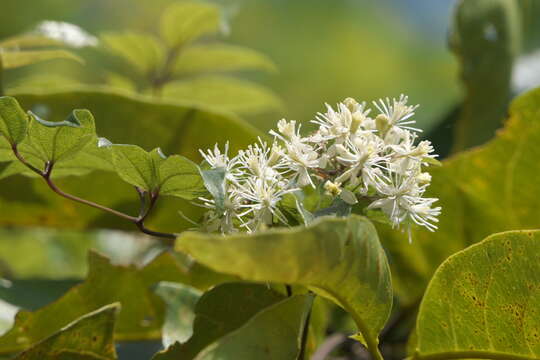 Image of Clematis javana DC.