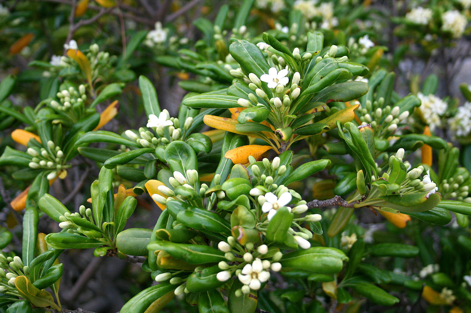 Image de Pittosporum tobira (Murray) Aiton fil.