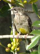 Image of Red Wattlebird