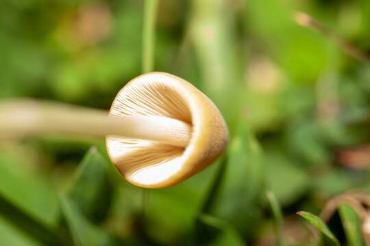 Image of Conocybe apala (Fr.) Arnolds 2003