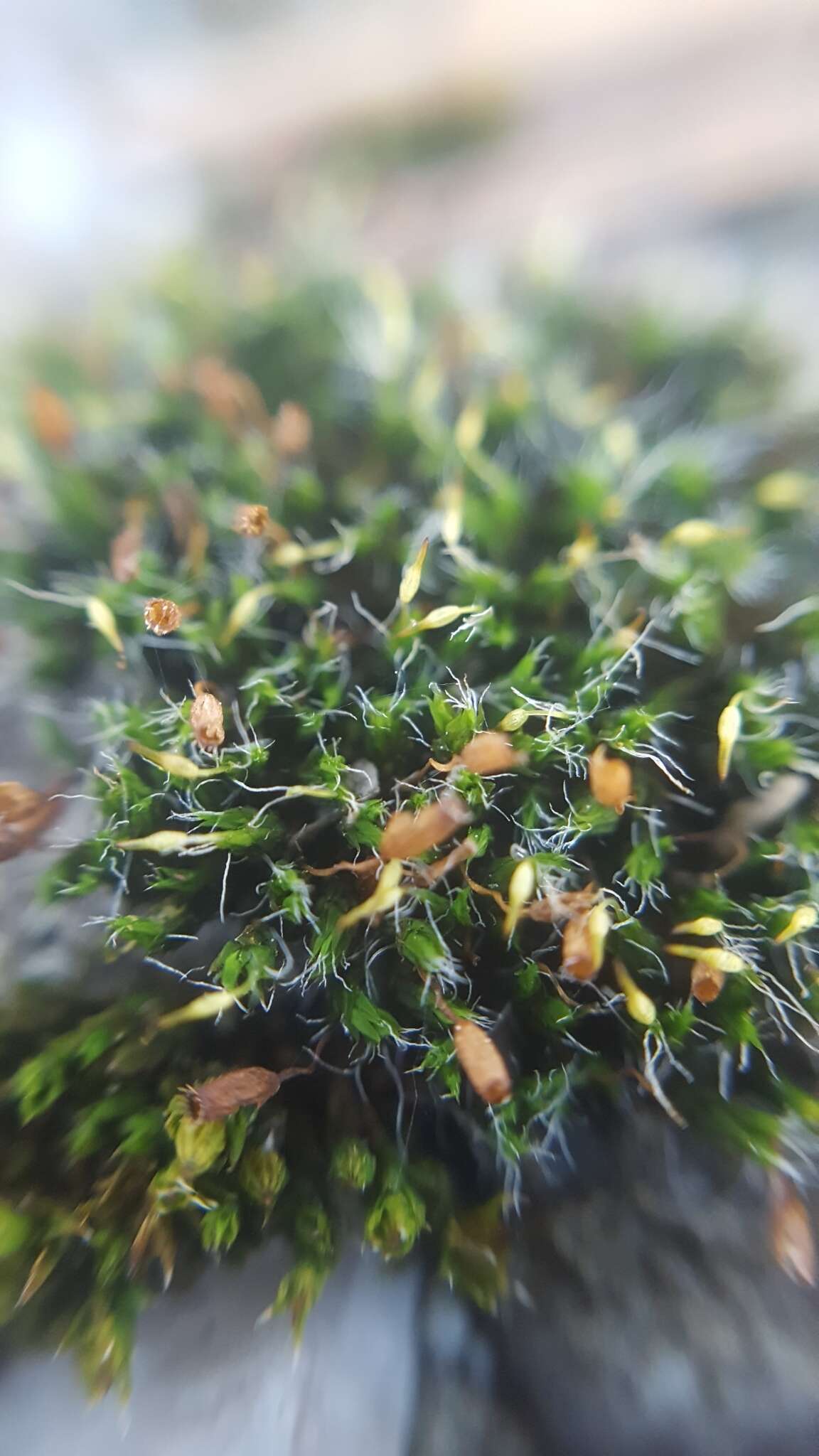 Image of pulvinate dry rock moss