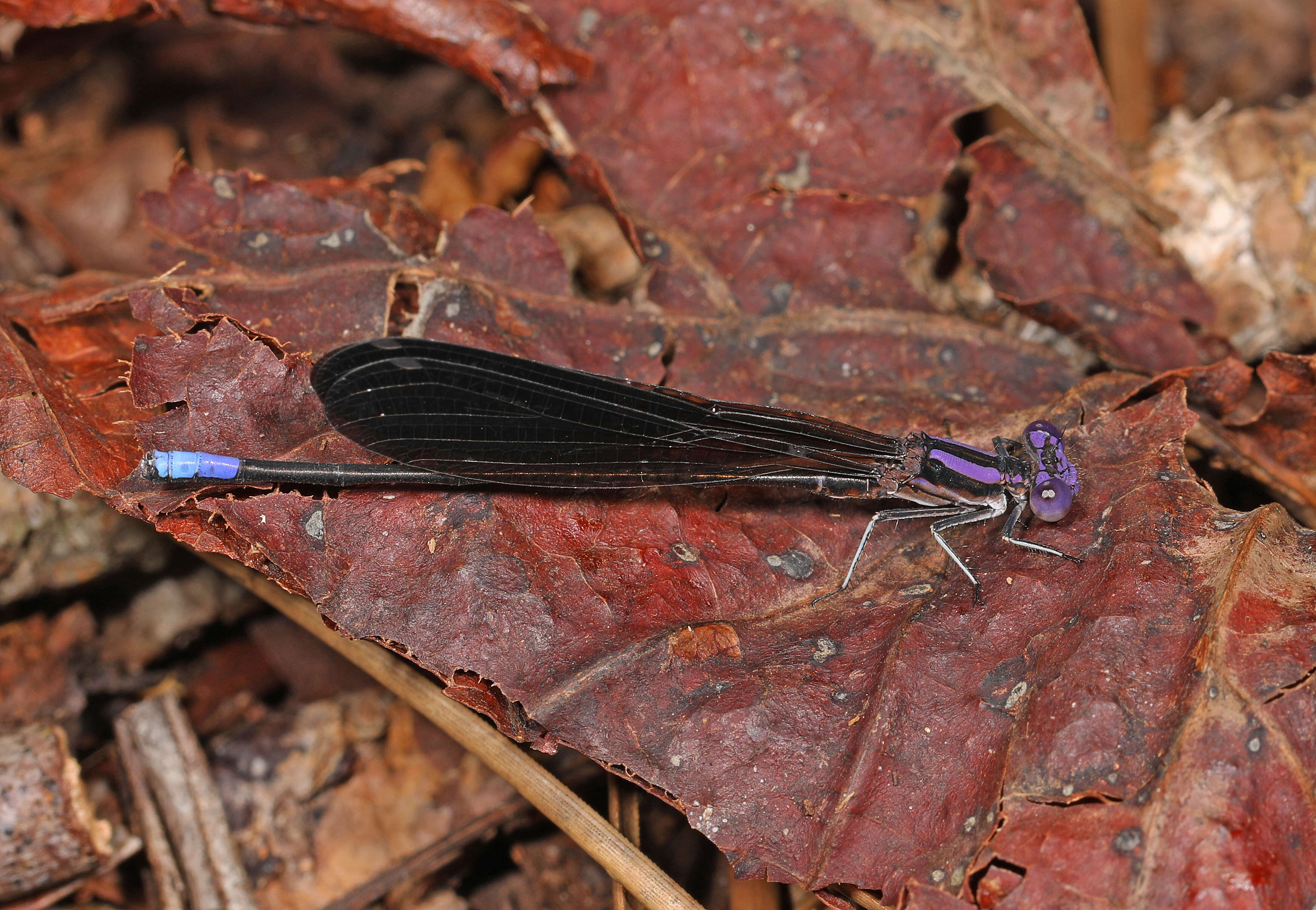 Image of Variable Dancer