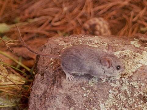 Image of Deer Mice