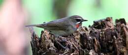 Image of Siberian Rubythroat