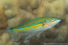 Image of Stripebelly wrasse