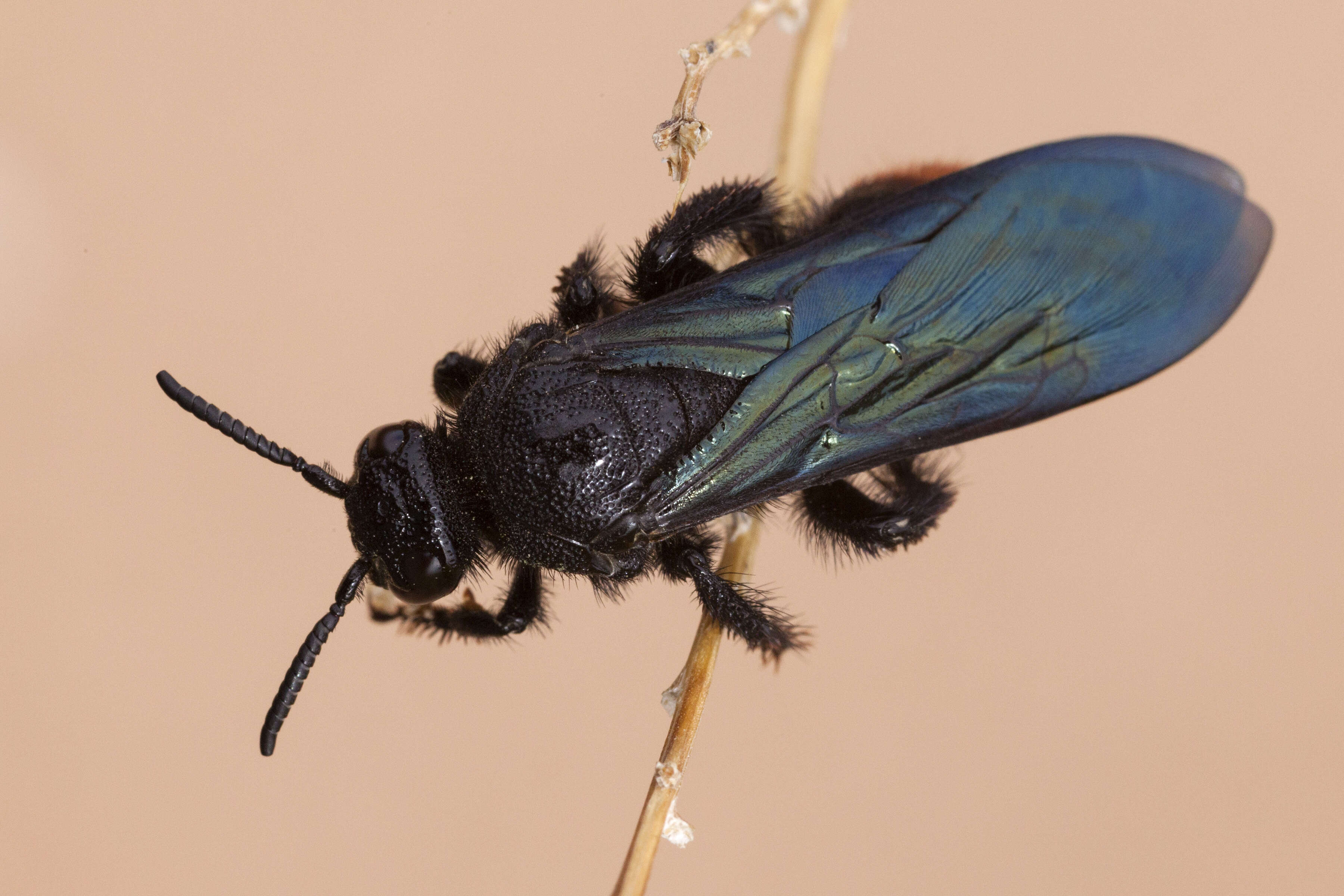 Image of Triscolia ardens (Smith 1855)