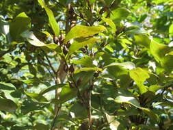 Image of Cratoxylum formosum (Jack) Benth. & Hook. fil. ex Dyer