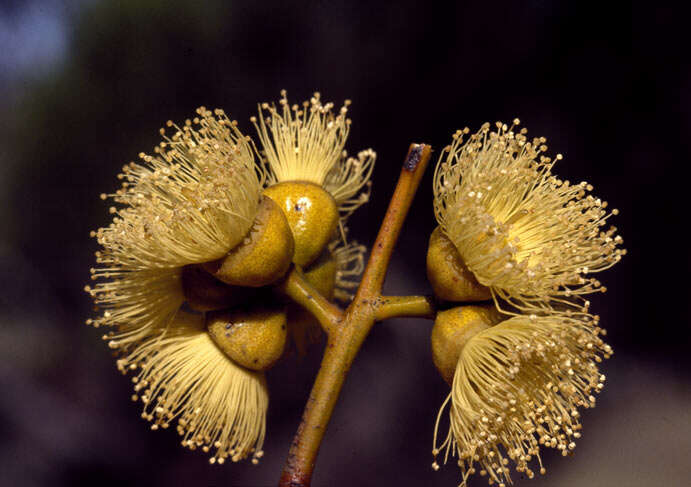 Image of Eucalyptus balladoniensis M. I. H. Brooker