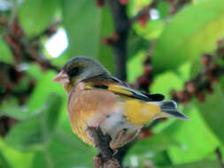 Image of Grey-capped Greenfinch