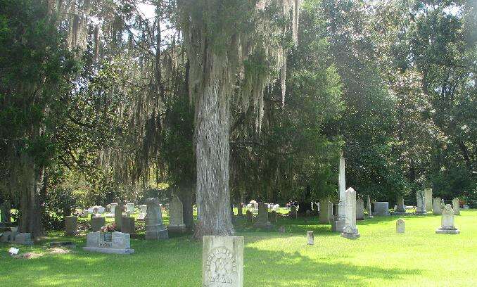 Image of Spanish moss