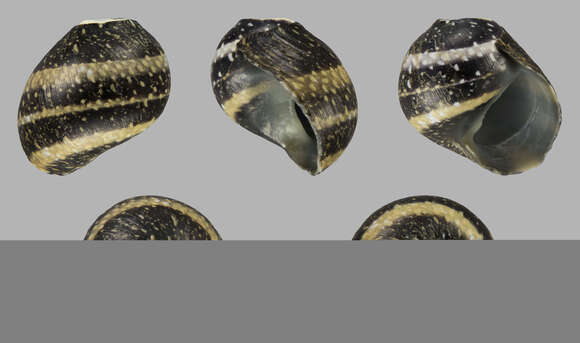 Image of dubious nerite