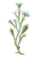 Imagem de Obelia geniculata (Linnaeus 1758)