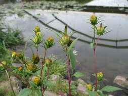 صورة Bidens frondosa L.