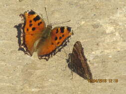 Nymphalis polychloros Linnaeus 1758 resmi