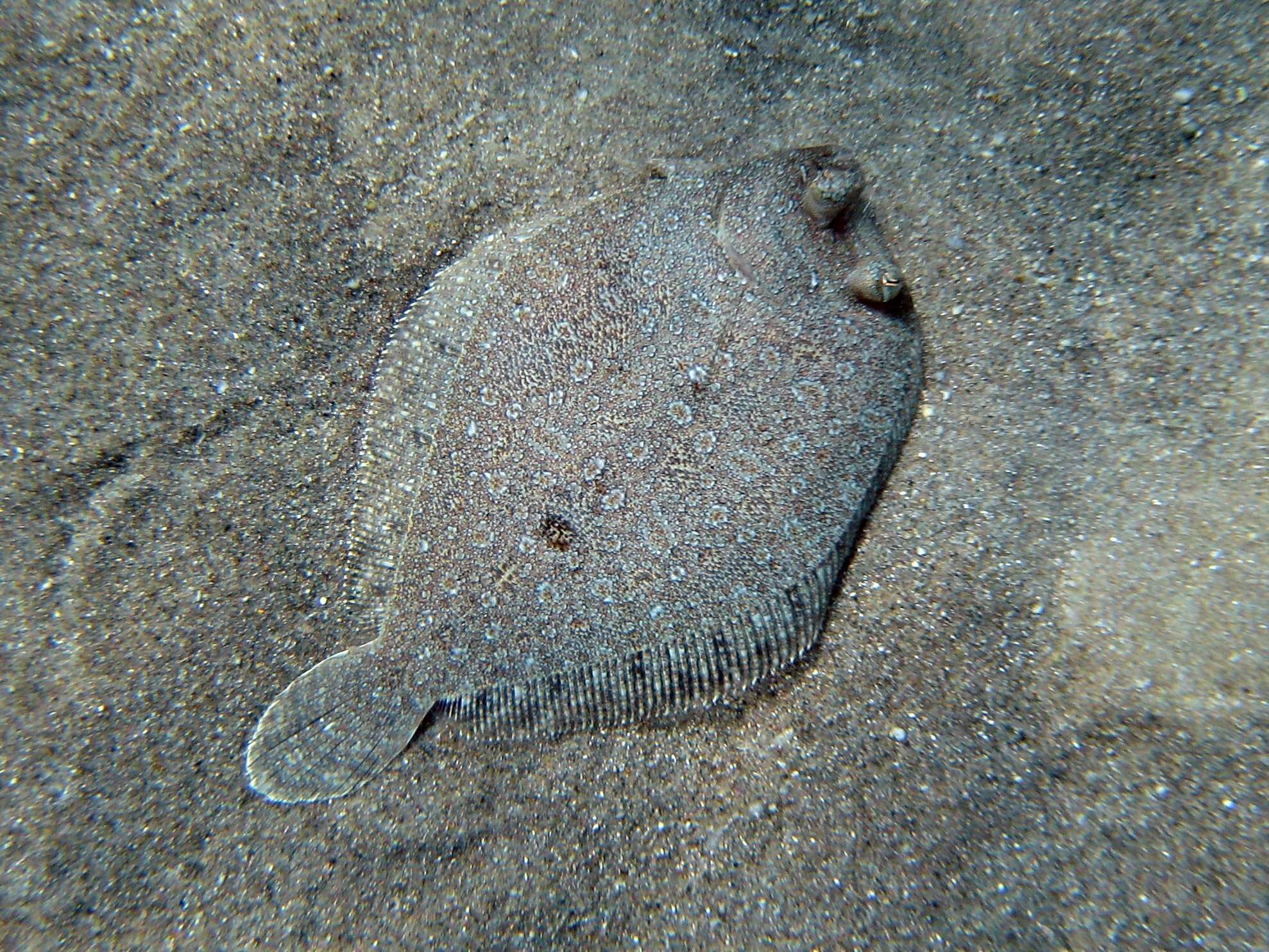 Image of Wide-eyed Flounder