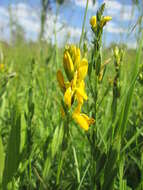 Imagem de Genista tinctoria L.