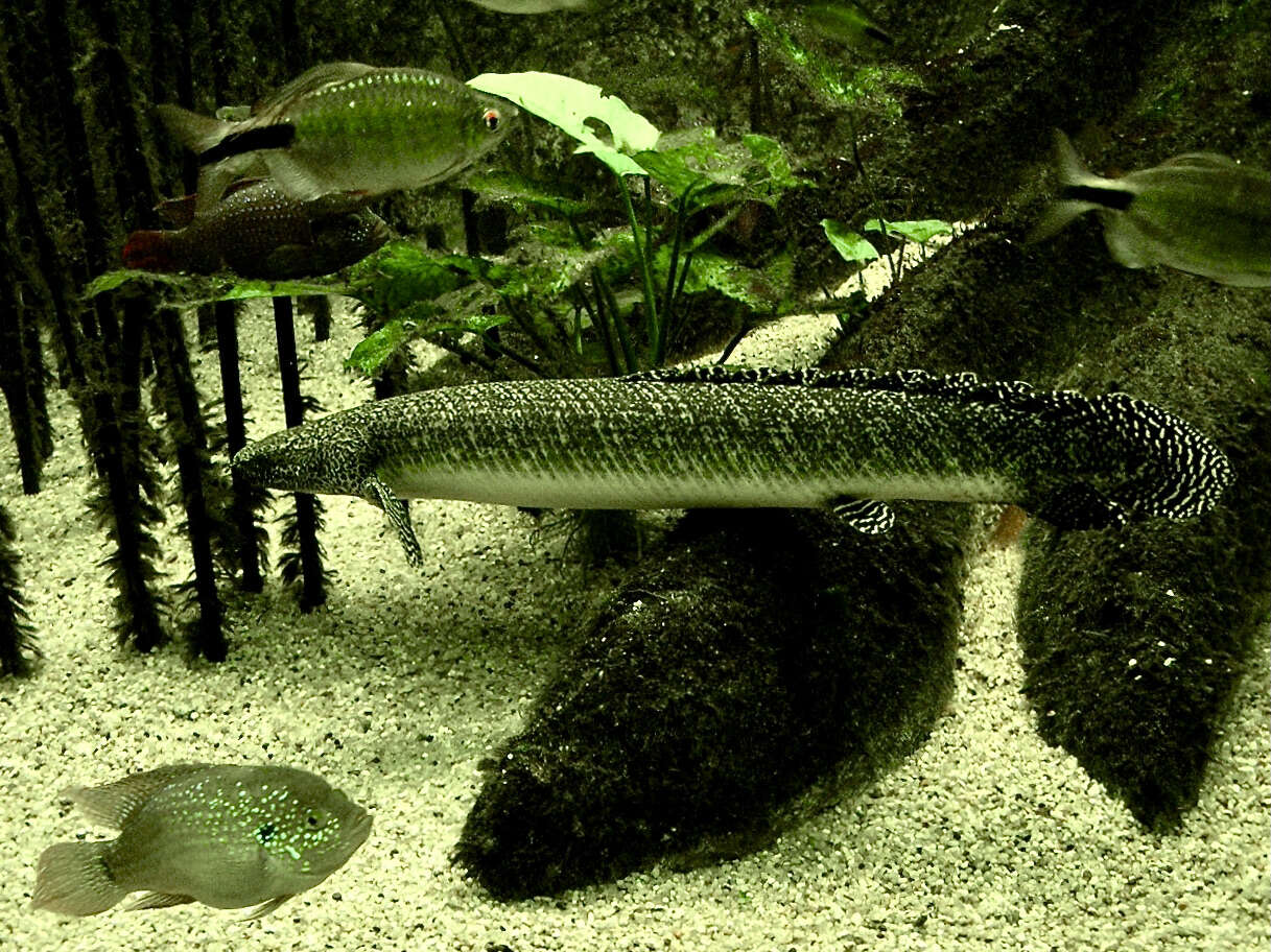 Image of Ornate Bichir