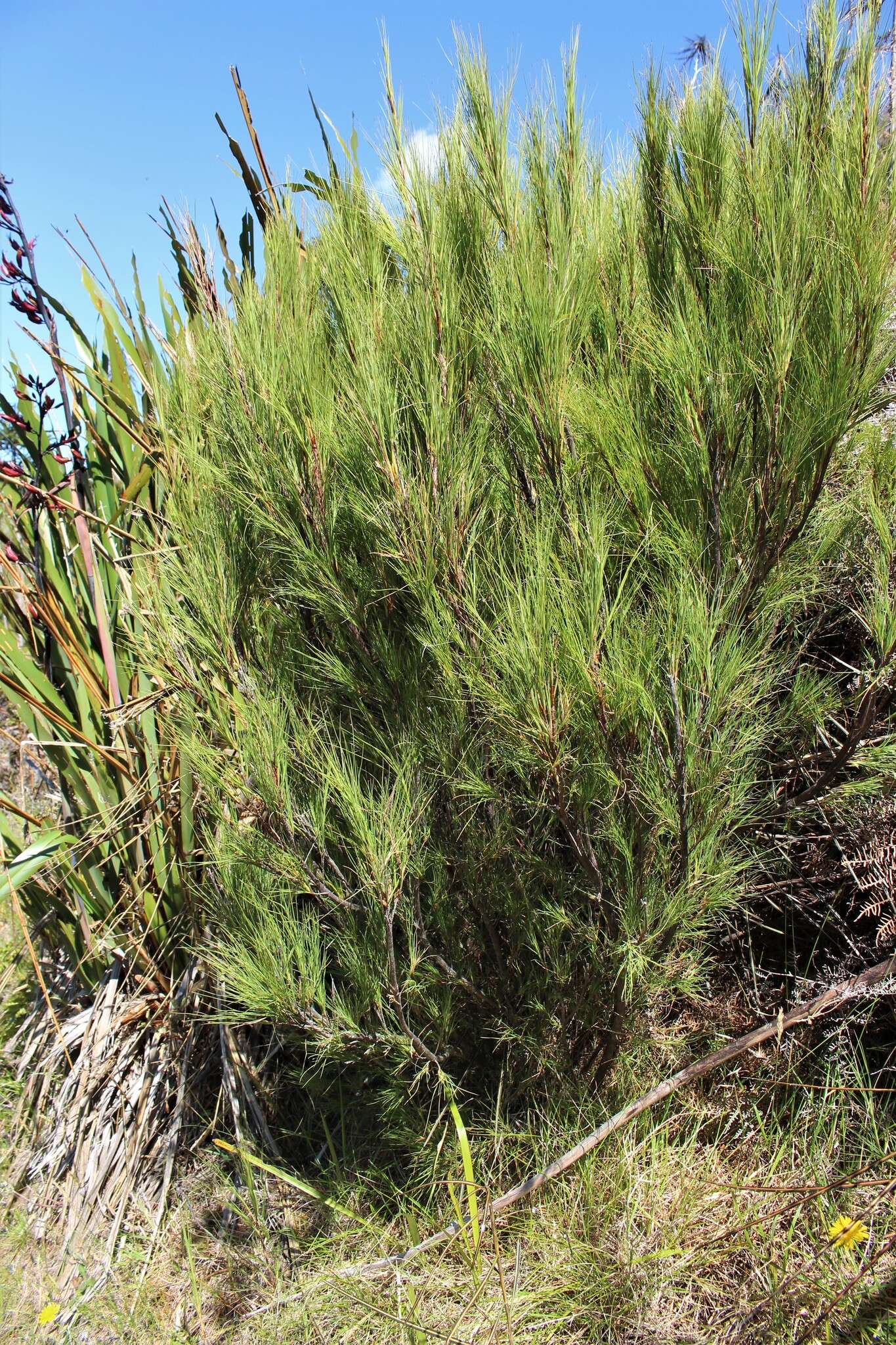 Image of Dracophyllum acerosum Berggr.