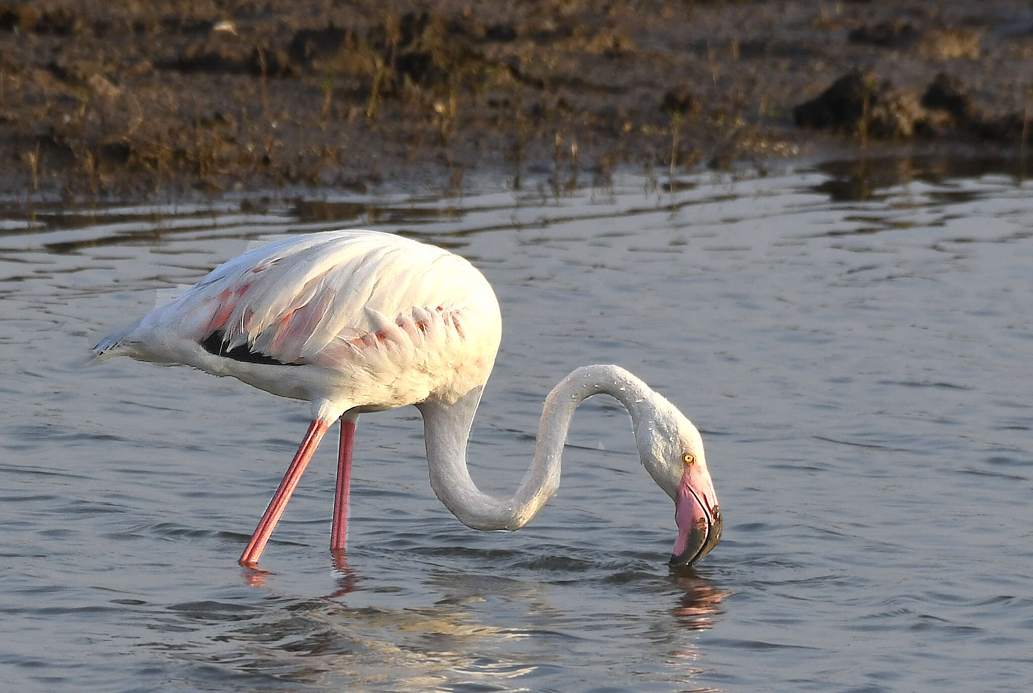 Imagem de Phoenicopterus roseus Pallas 1811