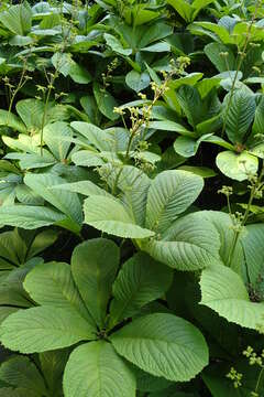 صورة Rodgersia aesculifolia Batalin