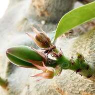 Image of Desert Rose