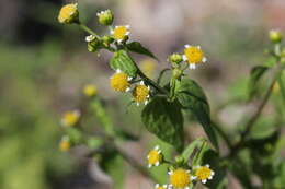 Image of Smooth peruvian daisy