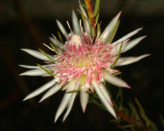 Image de Protea mucronifolia Salisb.