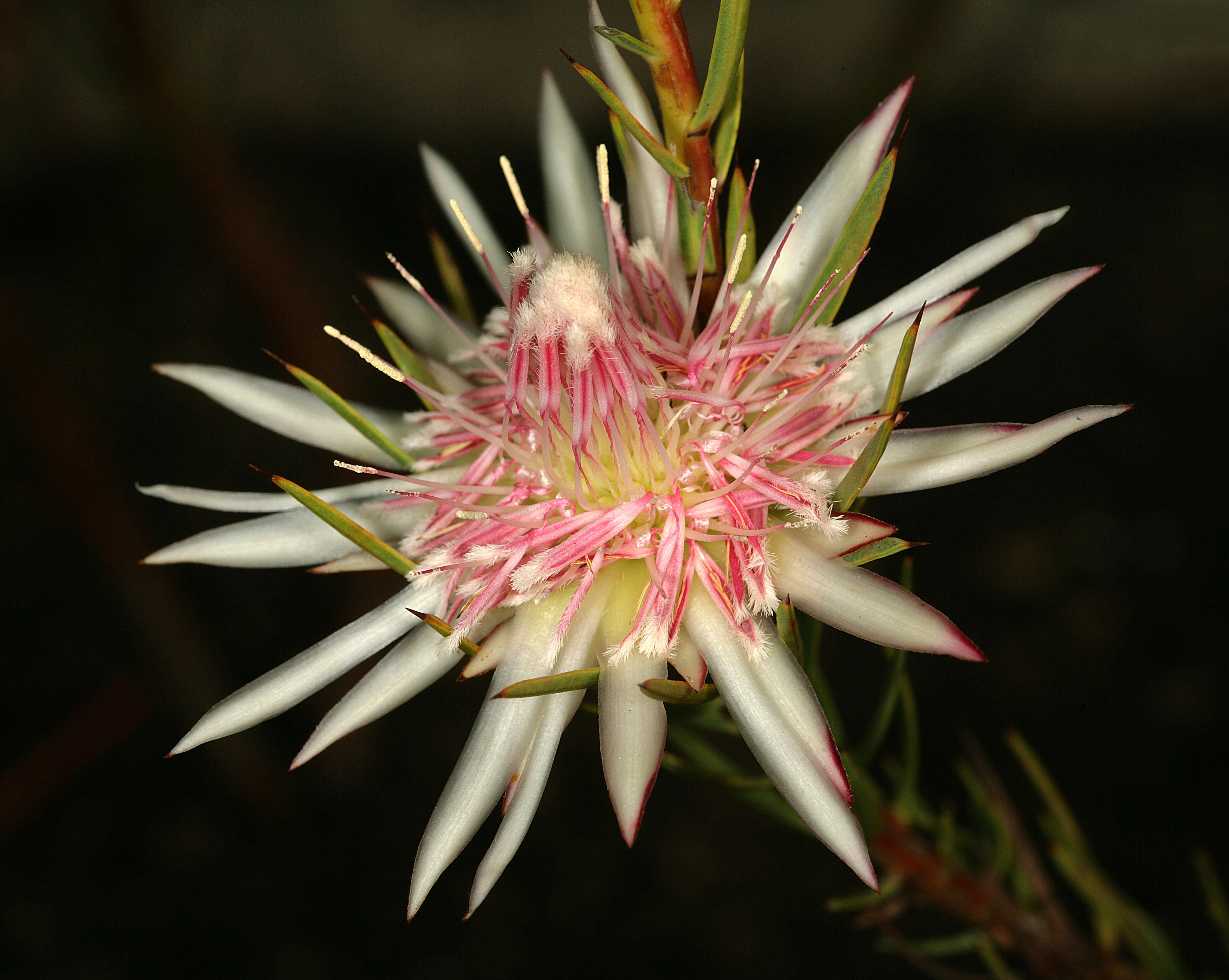 Image de Protea mucronifolia Salisb.