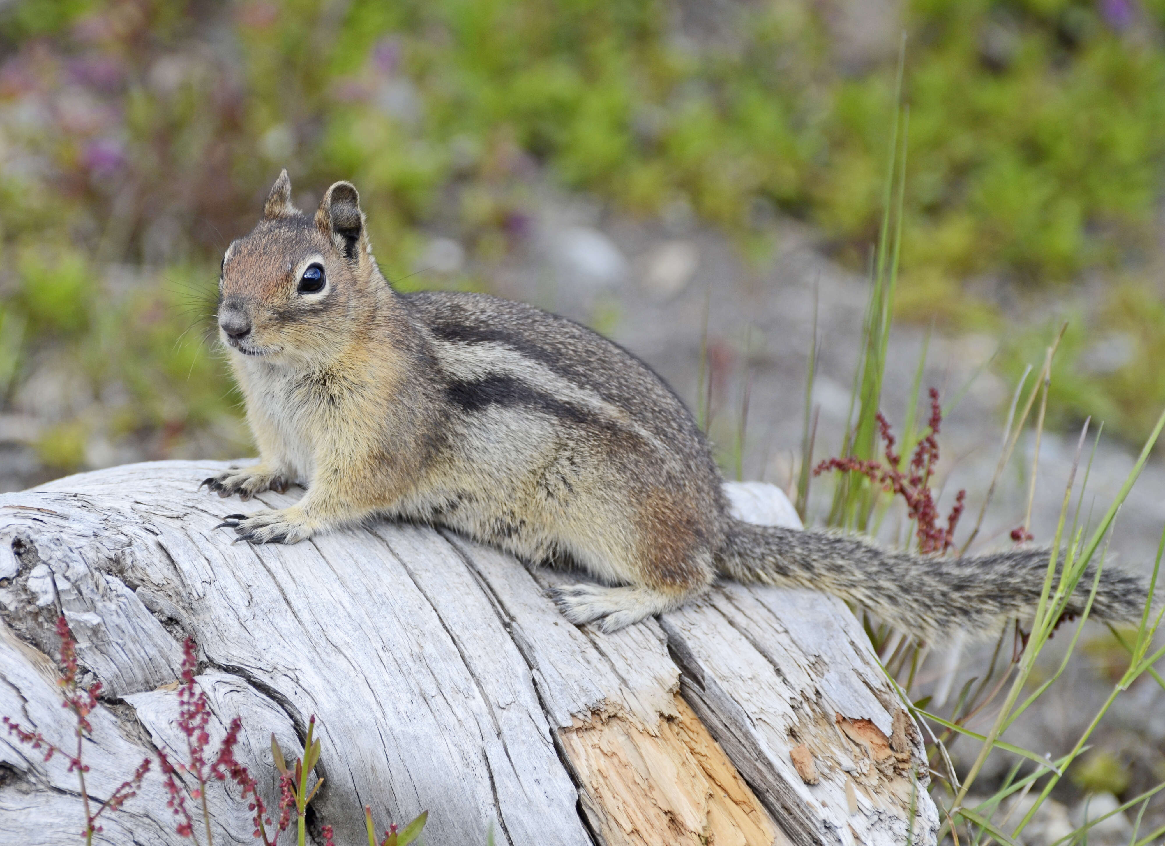 Callospermophilus Merriam 1897 resmi