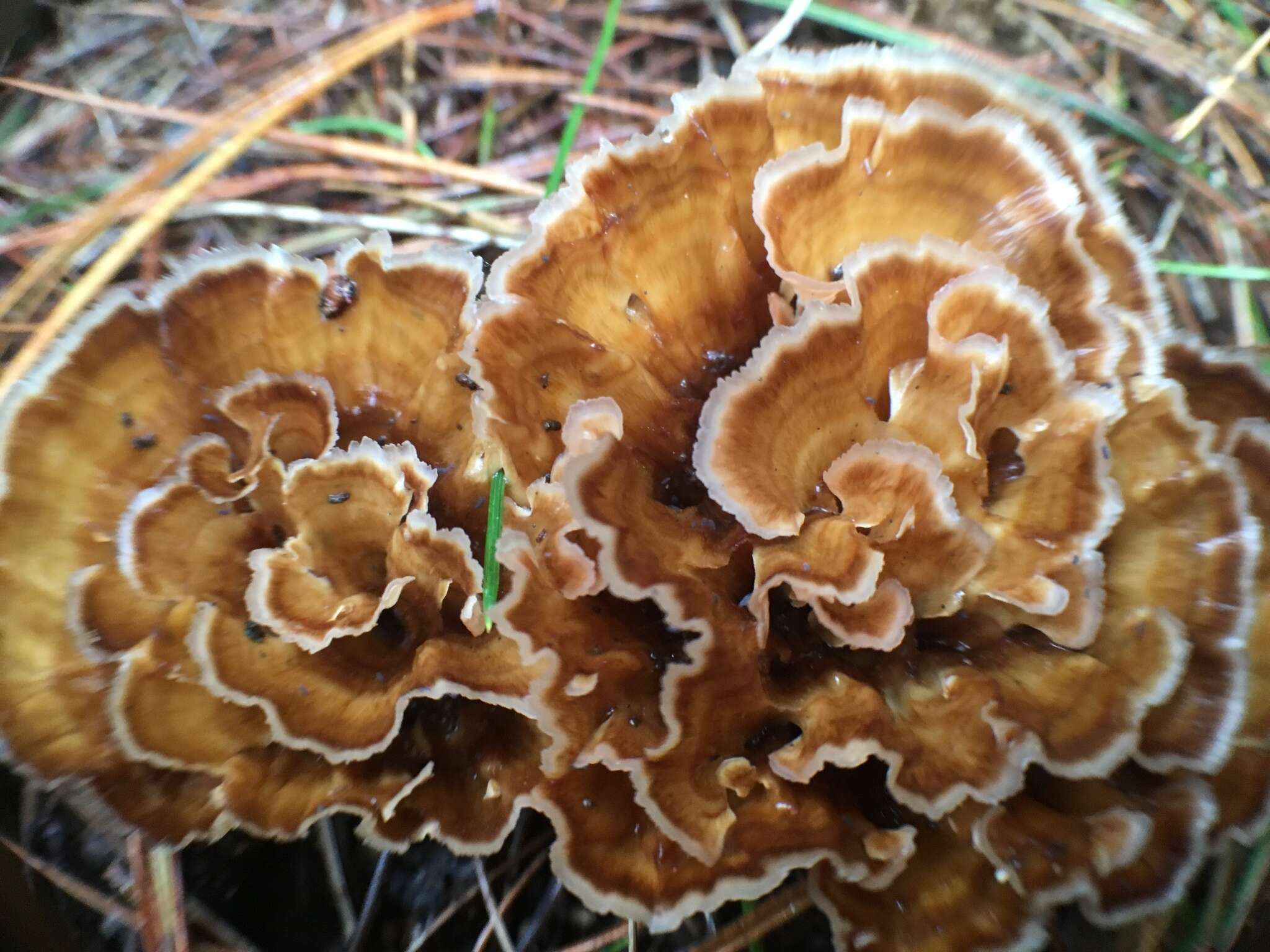 Image of Podoscypha petalodes (Berk.) Boidin 1959