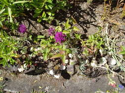 Image of scarlet beebalm