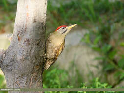 Image of Scaly-bellied Woodpecker