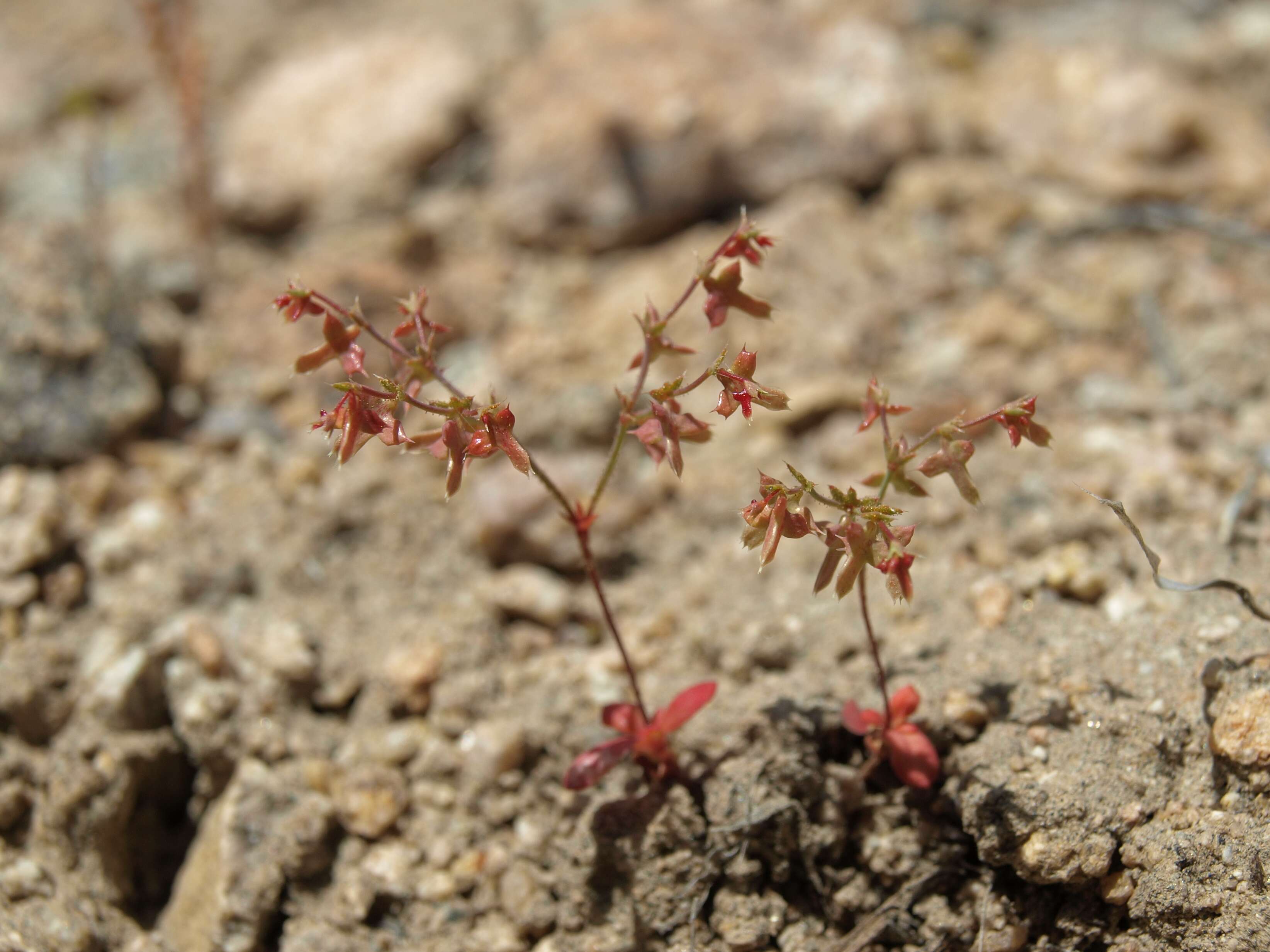 Image of centrostegia