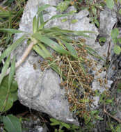 Image of Dracaena kaweesakii Wilkin & Suksathan