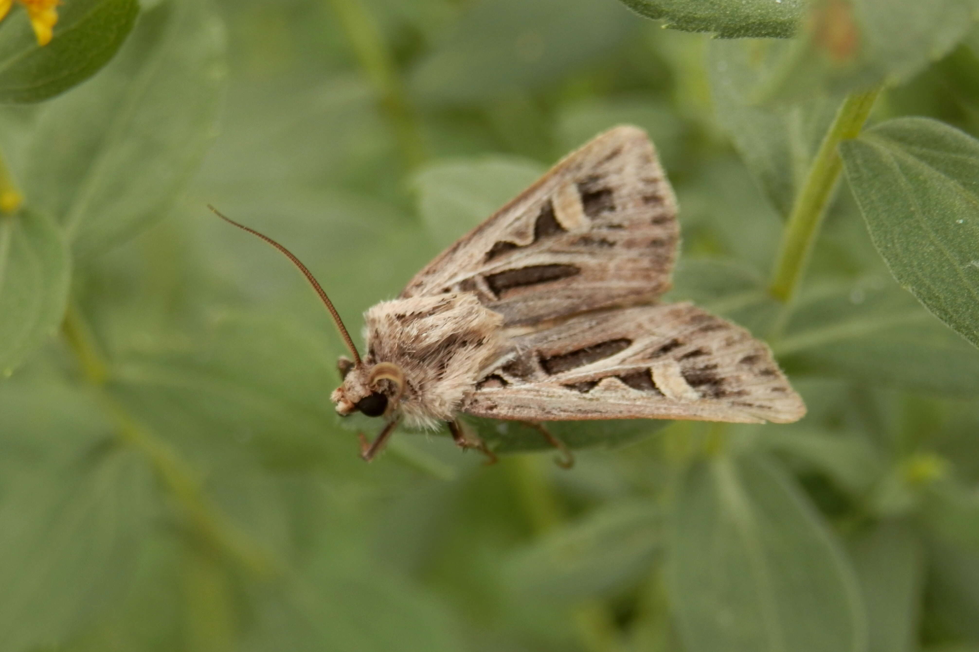 Image of Dingy Cutworm Moth