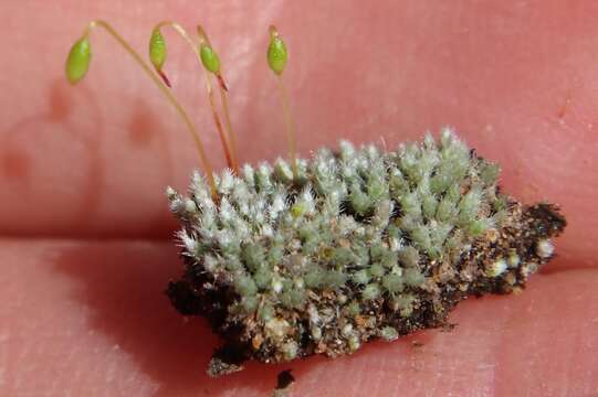 Image of silvergreen bryum moss