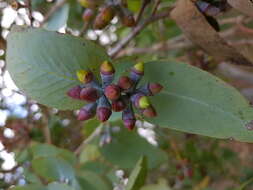 Image of Eucalyptus mooreana Maiden